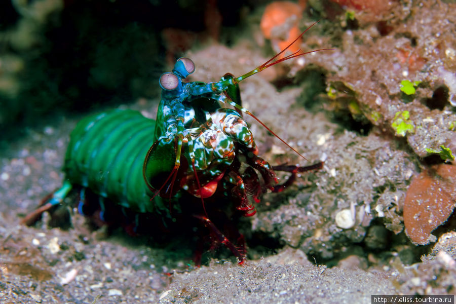 Креветка-богомол (mantis shrimp) : Битунг, Индонезия