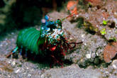 Креветка-богомол (mantis shrimp) :