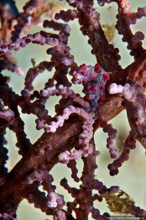Пигмейский морской конек. Размер около 0,5 см.
Найти этого малютку на ветках коралла горгонария (с ветками которой он прекрасно сливается) — задача совершенно нетривиальная. Как их находят дайвгиды, не знаю! Я, фотографируя, теряла конька из вида постоянно. Битунг, Индонезия