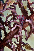 Пигмейский морской конек. Размер около 0,5 см.
Найти этого малютку на ветках коралла горгонария (с ветками которой он прекрасно сливается) — задача совершенно нетривиальная. Как их находят дайвгиды, не знаю! Я, фотографируя, теряла конька из вида постоянно.