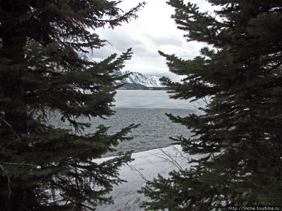 Jenny Lake в мае - лед и лоси на берегу Национальный парк Гранд Тетон, CША