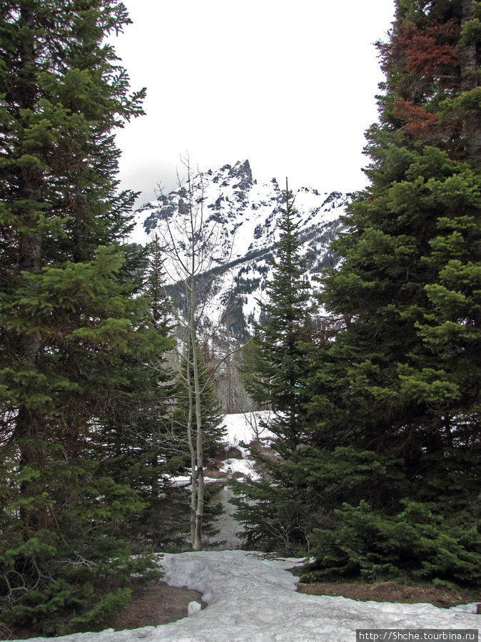 Jenny Lake в мае - лед и лоси на берегу Национальный парк Гранд Тетон, CША