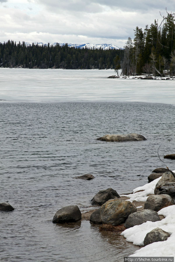 Jenny Lake в мае - лед и лоси на берегу Национальный парк Гранд Тетон, CША