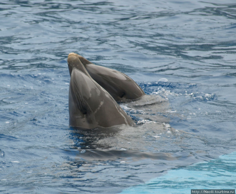 Дельфинарий - серфинг и прыжки с дельфинами. Круче чем кайт! Валенсия, Испания
