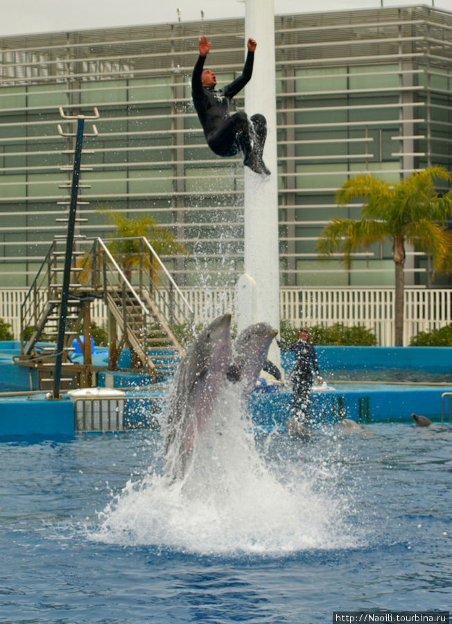 Дельфинарий - серфинг и прыжки с дельфинами. Круче чем кайт! Валенсия, Испания