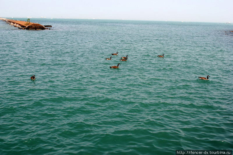 Помимо яхт в озере изредка встречают утки Чикаго, CША