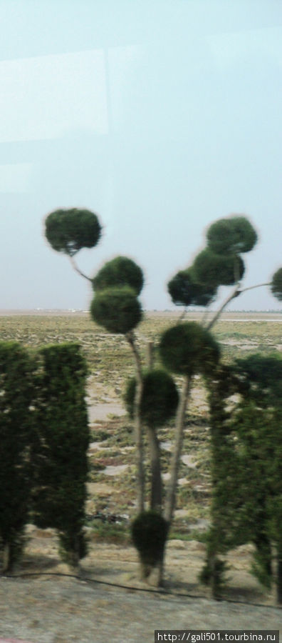 На фоне солончаков очень необычно выгдят деревья, стриженные самымим разнообразными формами:шары, спирали, квадраты, конусы. Тунис