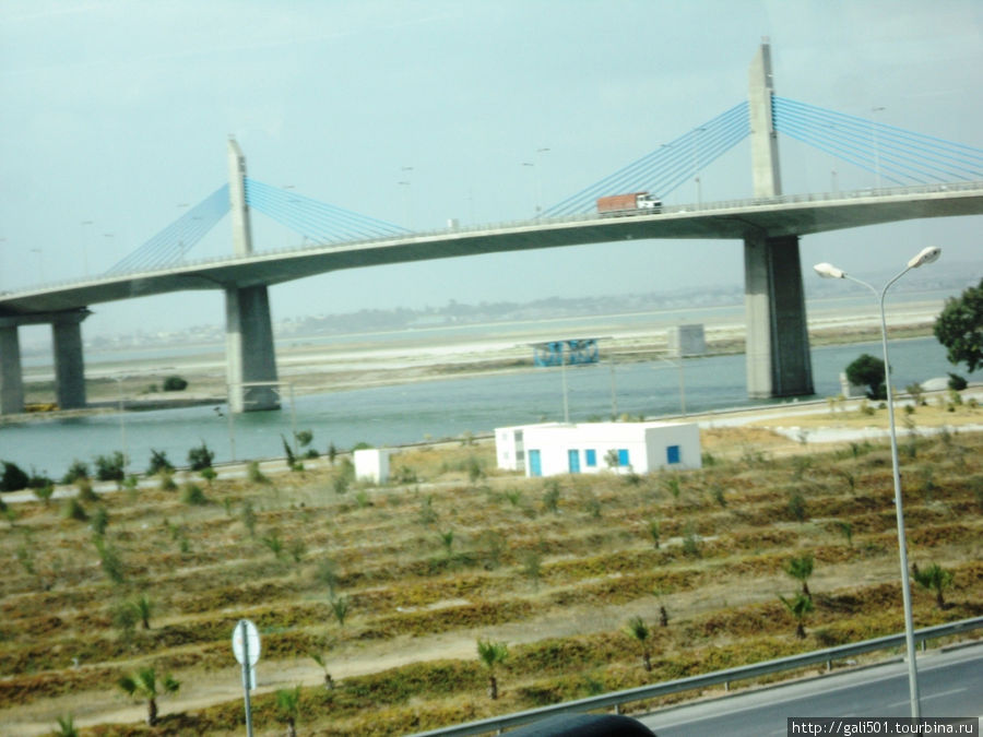 грандиозный мост через залив в районе столицы, а под ним новые посадки оливковых деревьев. Тунис