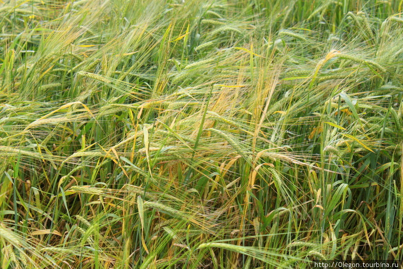 Хлеб-пшеница Минск и область, Беларусь