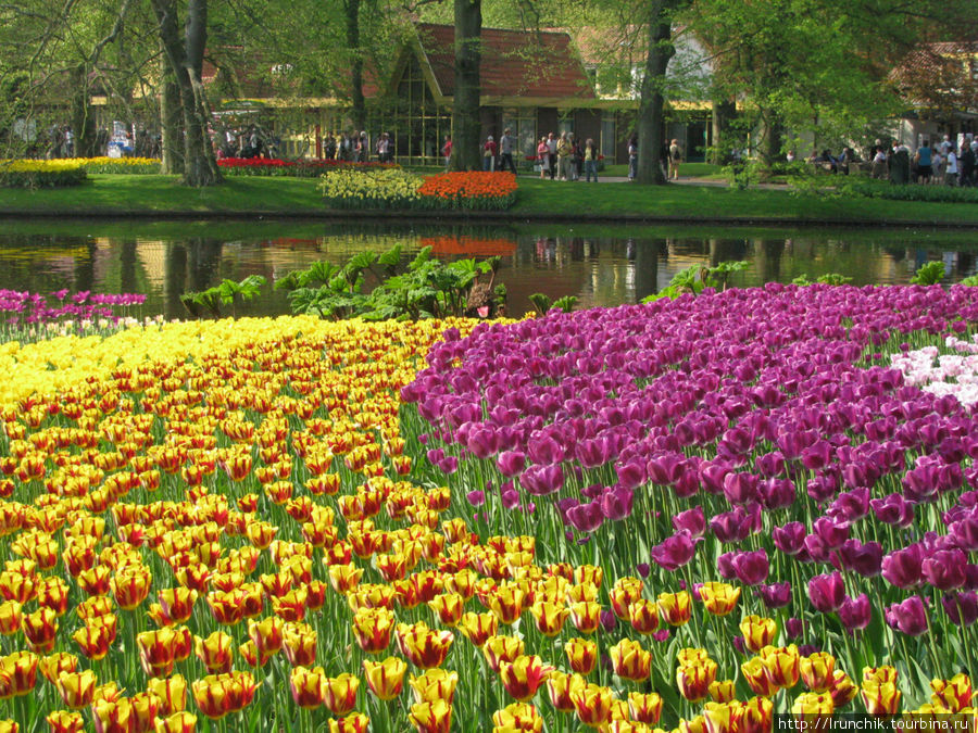 Весеннее чудо Голландии