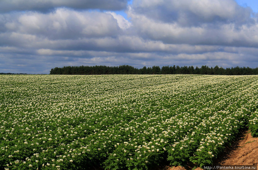 Цветущие поля картошки. Банально, но красиво :) Мир, Беларусь