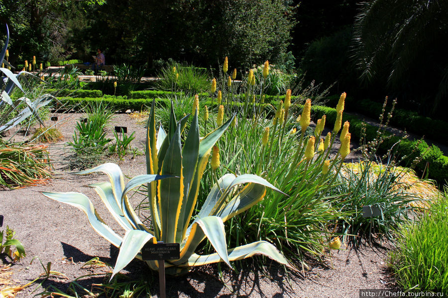 Короткий визит в Королевский ботанический сад Мадрида. Мадрид, Испания