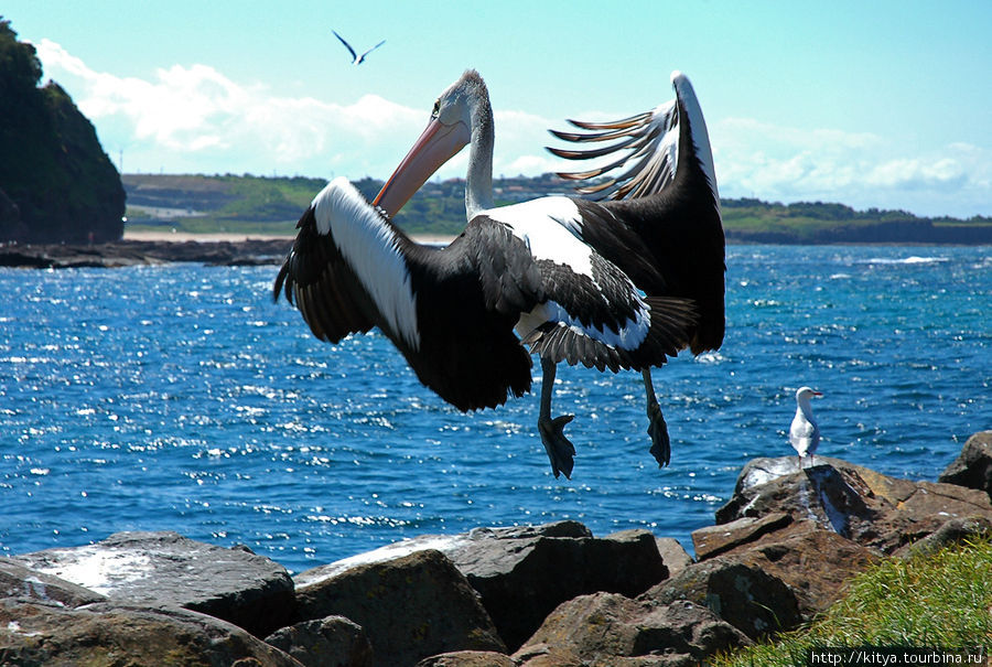 ...И пусть каждый, кто сказал, что пеликан не грациозен, попробует сделать так. Киама, Австралия