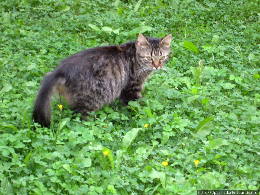 Коты города Юрмала. Юрмала, Латвия