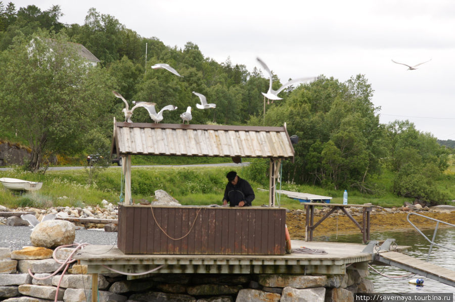 Водоворот Saltstraumen и переезд на Лофотены Норвегия