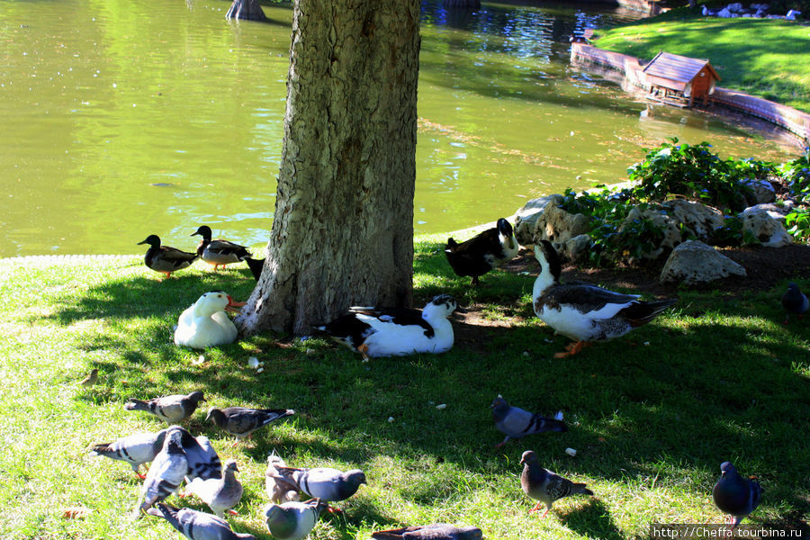 Ретиро - парк с бременем популярности. Мадрид, Испания