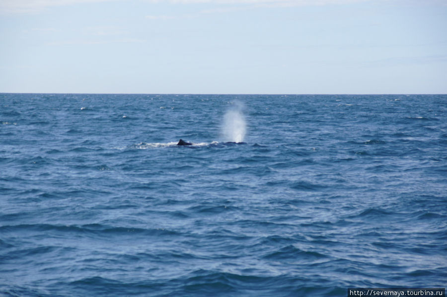 Китовое сафари в Анденесе Норвегия