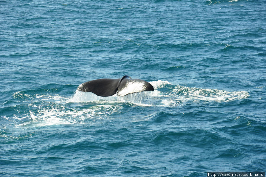Китовое сафари в Анденесе Норвегия