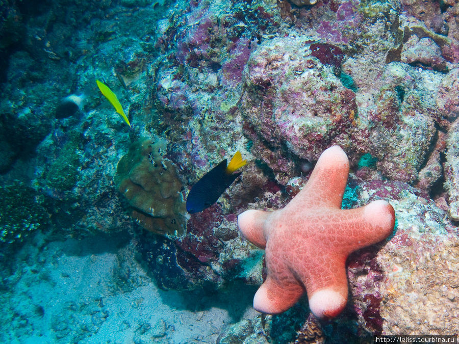 Плюшевая морская звездочка. Мальдивские острова
