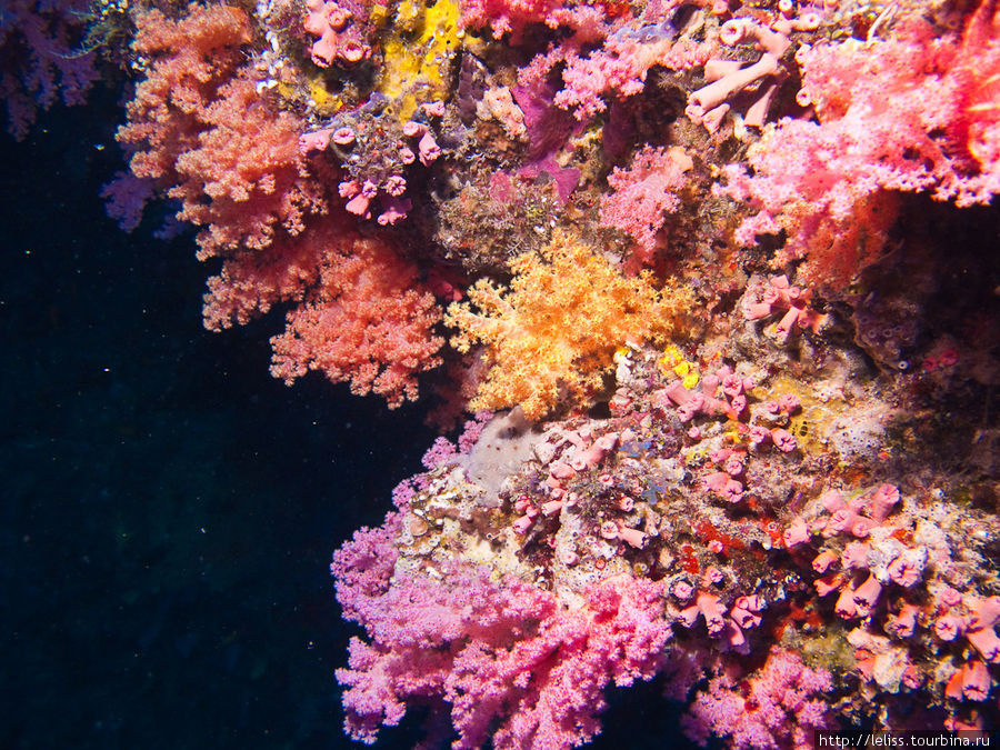Подводный мир Мальдив — это очень ярко! Мальдивские острова