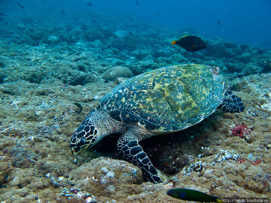 Черепаха. Мальдивские острова