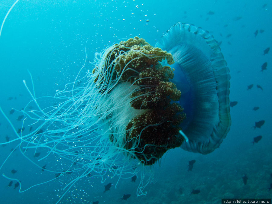 Очень большая медуза. Мальдивские острова