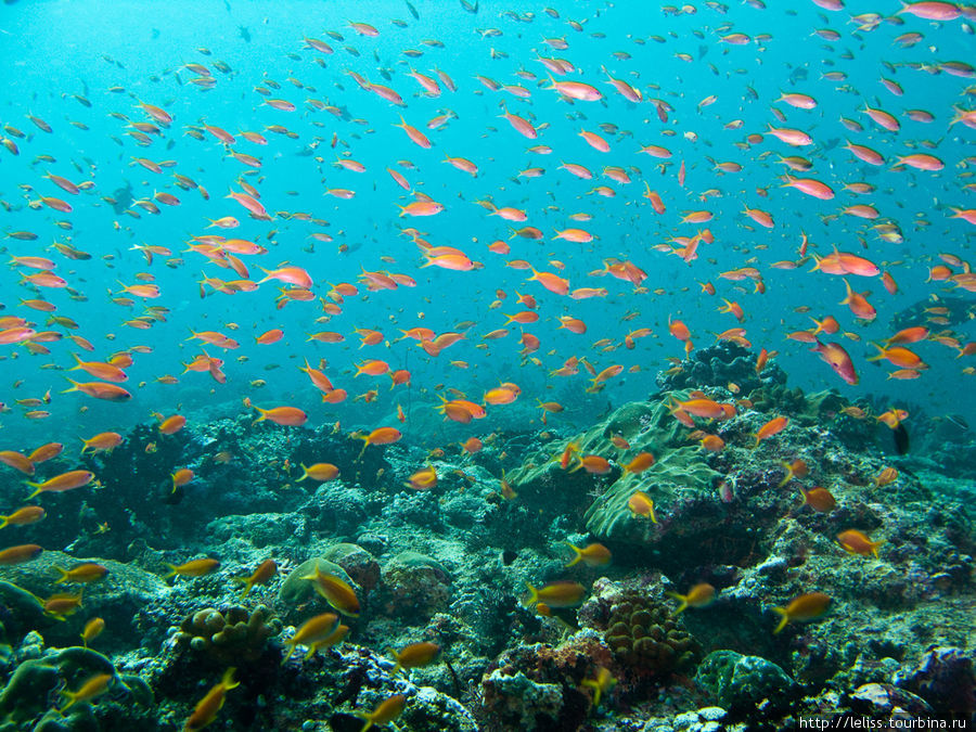 Подводный мир Мальдивских островов Мальдивские острова