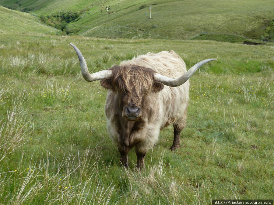 Хайленды - умилительные коровы Остров Скай, Великобритания