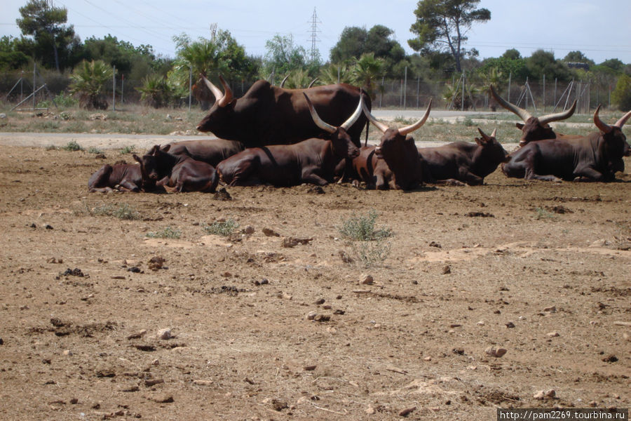 стадо буйволов с-Иллот, остров Майорка, Испания