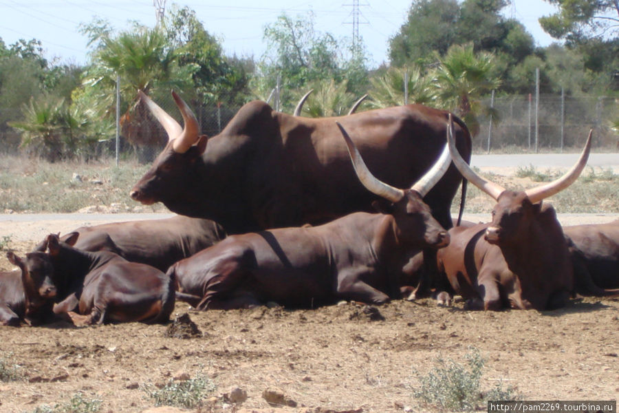 стадо буйволов
ближе с-Иллот, остров Майорка, Испания