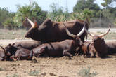стадо буйволов
ближе