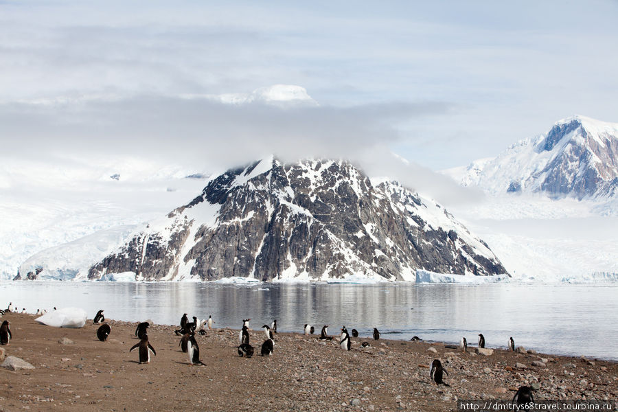 Антарктида — высадка в заливе Neko. Залив Неко, Антарктида