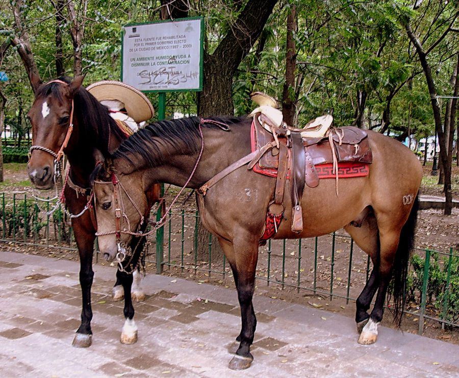 Полицейские лошадки Мехико, Мексика
