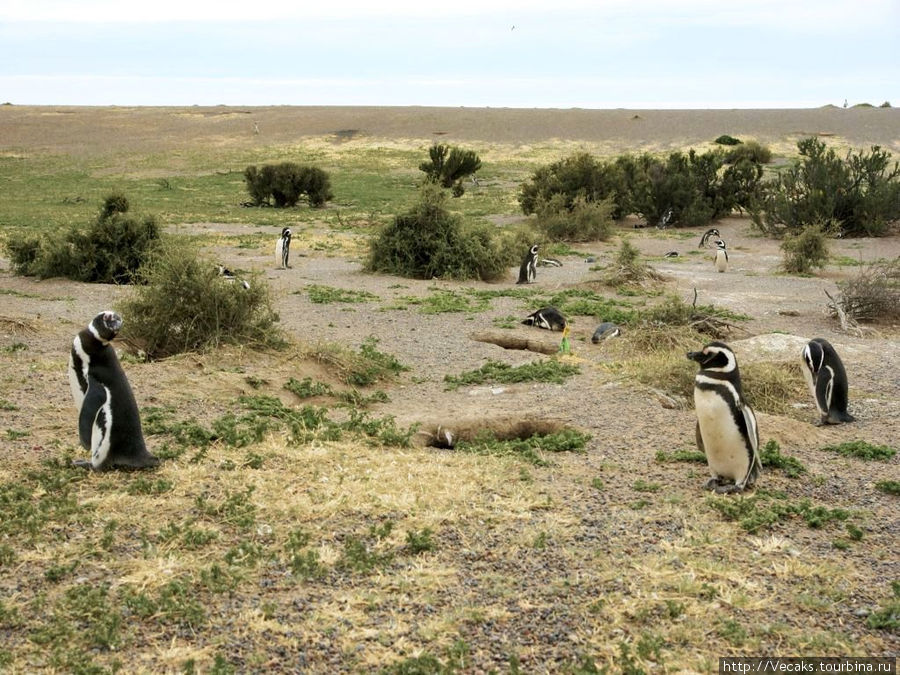 Магеллановые пингвины и южные киты Патагонии Провинция Чубут, Аргентина