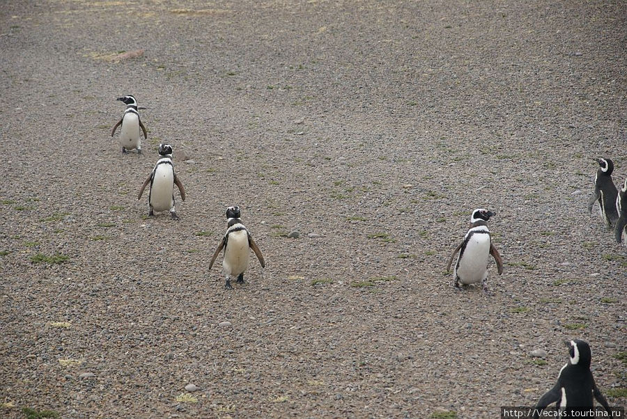 Магеллановые пингвины и южные киты Патагонии Провинция Чубут, Аргентина