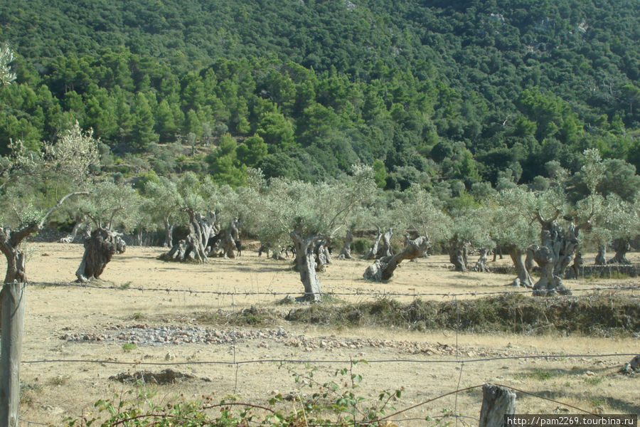 оливковые сады Дейя, остров Майорка, Испания