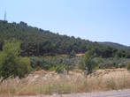На подъезде к Бурхание, по обеим сторонам трассы, оливковые плантации.