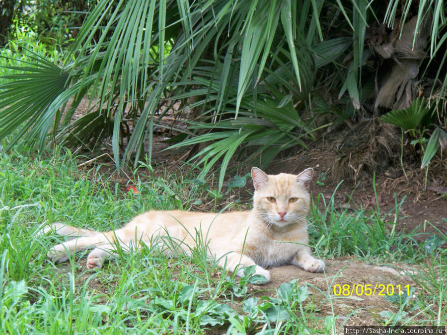 Кот под пальмой Батуми, Грузия