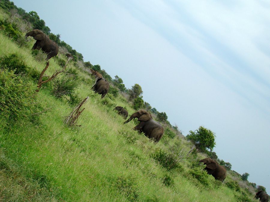 Этот ракурс заставил слонов попотеть:) Национальный парк Крюгер, ЮАР