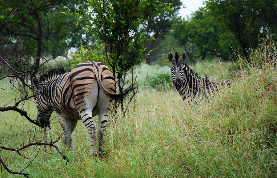Национальная гордость Южно-Африканской республики Национальный парк Крюгер, ЮАР