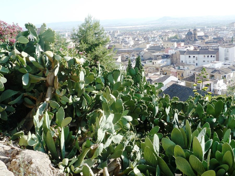 Придорожные кактусы Гранада, Испания