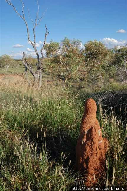 Термитник Северная территория, Австралия