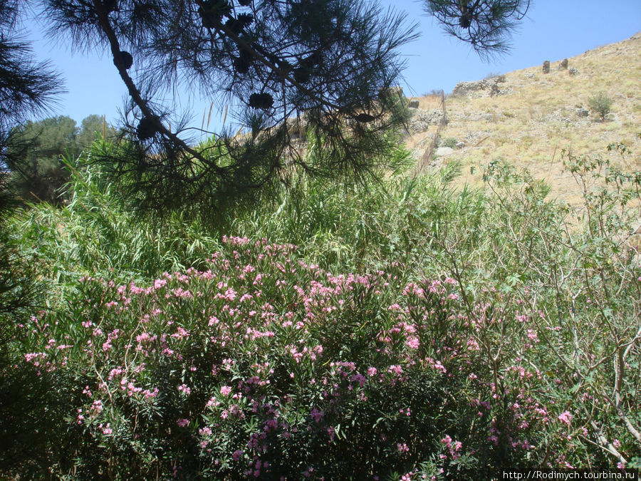 Критская флора Остров Крит, Греция