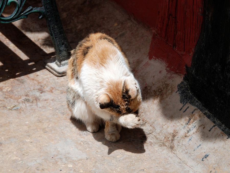 Кошка, живущая на высоте 3700 метров Лхаса, Китай