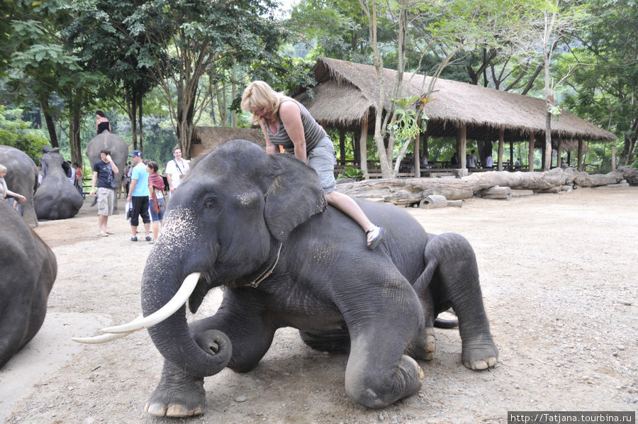 Фонд добрый слон отзывы. Дрессировщик слонов Тайланд фото без фона.