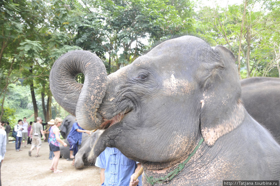 Фонд добрый слон отзывы. Слон добра 2022. Как дрессируют слонов в Тайланде.