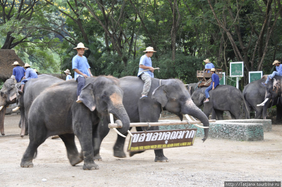 Веселые и добрые слоники. Чиангмай, Таиланд