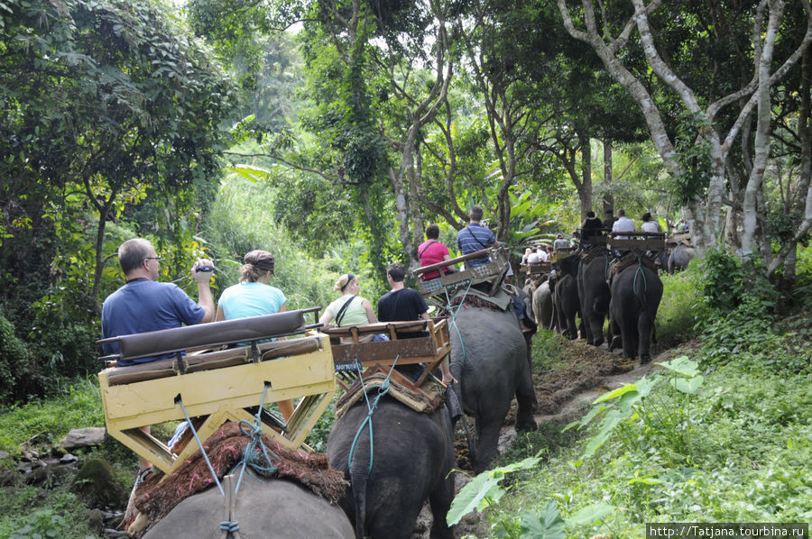 по тропам джунглей на слонах Чиангмай, Таиланд