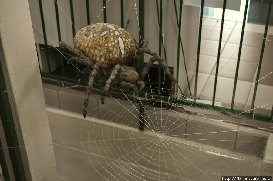 Макет паутины паука-крестовика прямо на винтовой лестнице, 4 этаж.