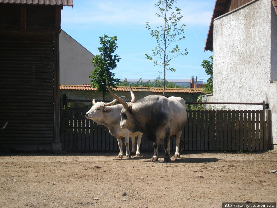 Вышков - Динопарк - Зоопарк Вишков, Чехия